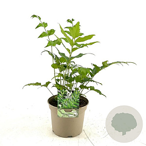 Cyrtomium falcatum GM P9 BIO