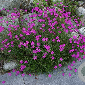 Dianthus deltoides GM P9 BIO