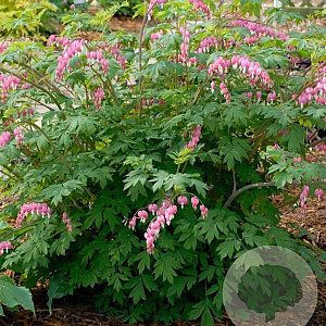 Dicentra spectabilis GM P9 BIO