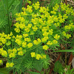 Euphorbia cyparissias GM P9 BIO