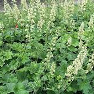 Heuchera villosa macrorrhiza GM P9 BIO