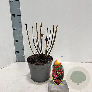 Hydrangea m. 'Sibilla' 20-25 cm 2,0L