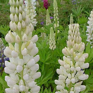 Lupinus 'Fräulein' GM P9 BIO