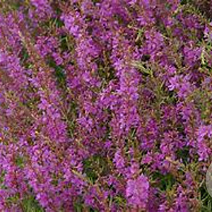 Lythrum sal. 'Swirl' GM P9 BIO