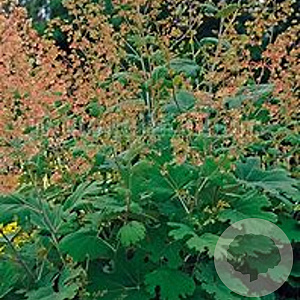 Macleaya m. 'Kelway's Coral Plume' GM P9 BIO