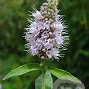 Mentha longifolia GM P9 BIO