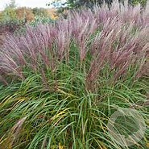 Miscanthus sin. 'Flamingo' GM P9 BIO