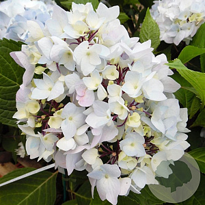 Hydrangea m. So Long Ebony 100-125 cm 50L