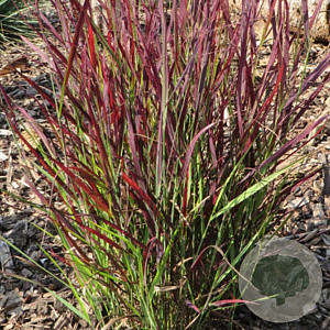 Panicum virgatum 'Sangria' GM P9 BIO