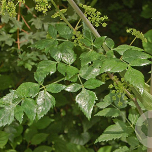 Peucedanum verticillare GM P9 BIO