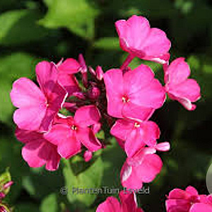 Phlox (P) 'Tenor' GM P9 BIO