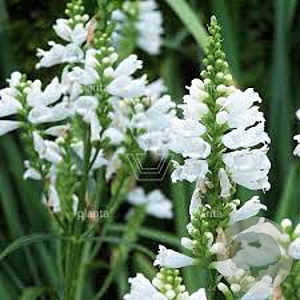 Physostegia v. 'Summer Snow' GM P9 BIO