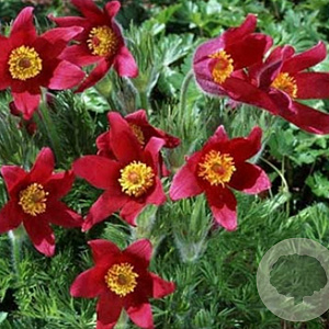 Pulsatilla v. 'Röde Klokke' GM P9 BIO
