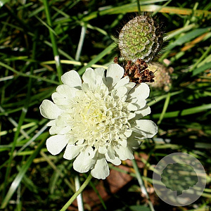 Scabiosa ochroleuca GM P9 BIO