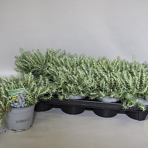 Sedum reflexum GM P9 BIO