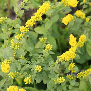 Solidago sphacelata 'Golden Fleece' GM P9 BIO