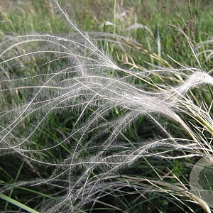 Stipa pennata GM P9 BIO