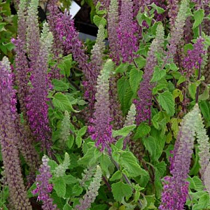 Teucrium hyrcanicum GM P9 BIO