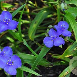 Tradescantia (A) 'Leonora' GM P9 BIO
