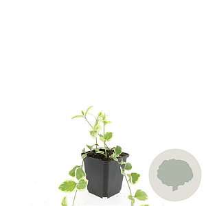 Vinca major 'Variegata' GM P9 BIO