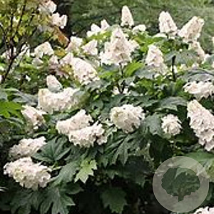 Hydrangea querc. 'Alice' 100-125 cm 20L