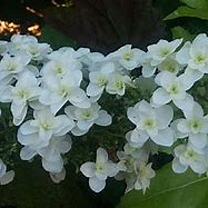Hydrangea querc. 'Snowflake' 80-100 cm 20L