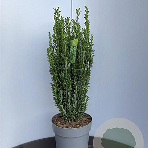 Ilex crenata 'Fastigiata' 125-150 cm 20L