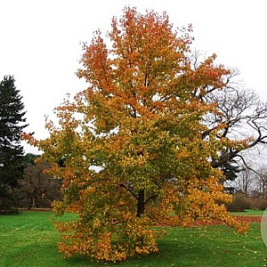 Liquidambar formosana 200-250 cm 50L