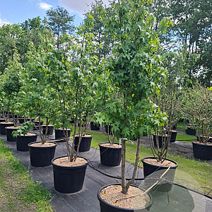 Liquidambar styraciflua 350-400 cm cont. 110L
