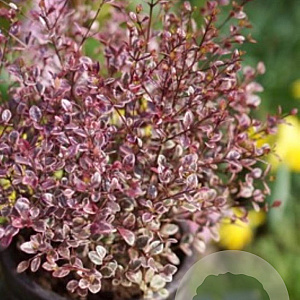 Lophomyrtus ralphii 'Red Dragon' 80-100 cm 20L