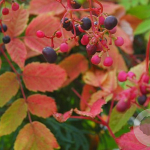 Ampelopsis megalophylla 200-250 cm 15L met stok