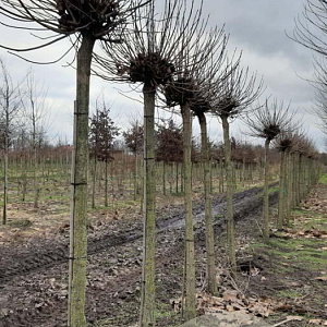 Catalpa bignonioides 'Nana' 20-25 HO draadkluit
