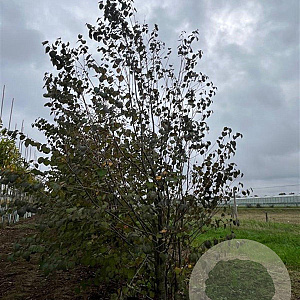 Cercidiphyllum japonicum 250-300 cm draadkluit meerstammig 350-400 diameter