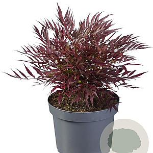Mahonia Meteor GM C3