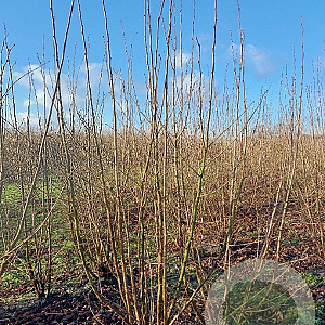 Corylus avellana 250-300 cm draadkluit struik 175-200 diameter