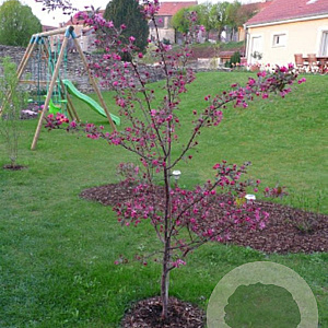 Malus 'Diable Rouge' 350-400 cm cont. 130L