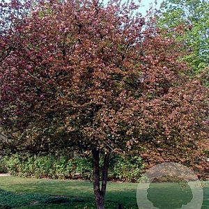 Malus 'Neville Copeman' 450-500 cm cont. 180L paraplu