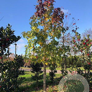 Liquidambar styraciflua 16-18 HO draadkluit