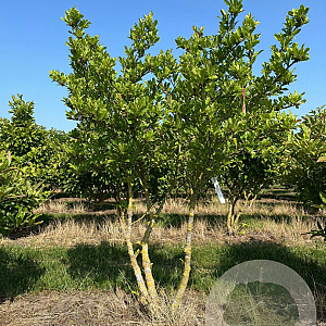 Magnolia stellata 125-150 cm draadkluit meerstammig