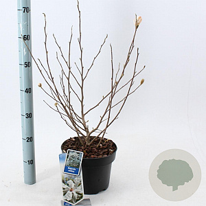 Magnolia stellata 50-60 cm 5,0L