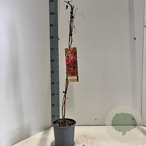 Parthenocissus quinquefolia 70-80 cm C1.5