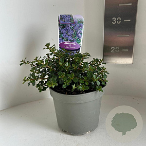Ceanothus 'Emily Brown' 10 cm 2,0L