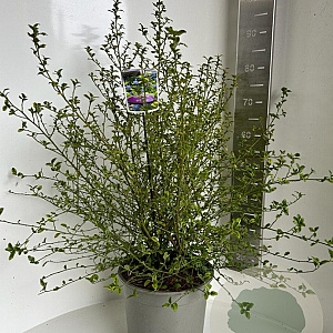 Ceanothus El Dorado 50-70 cm P27