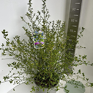 Ceanothus El Dorado 50-70 cm P27