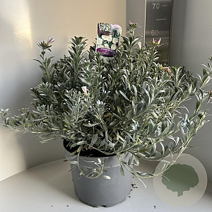 Convolvulus cneorum 40-45 cm p29 bloem