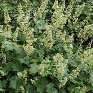 Heuchera villosa 'Chantilly' GM P9