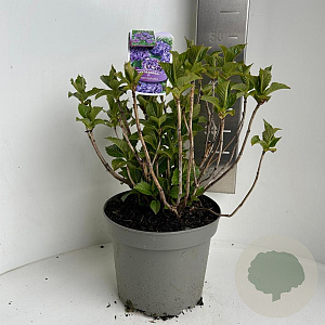 Hydrangea macrophylla 35-45 cm P23