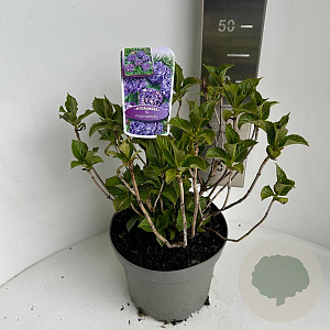 Hydrangea macrophylla 35-45 cm P23