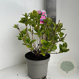 Hydrangea macrophylla 45-55 cm P23