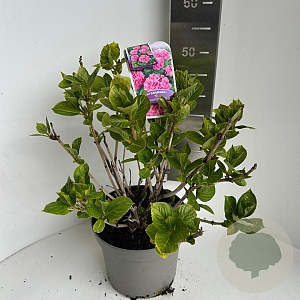 Hydrangea macrophylla 45-55 cm P23